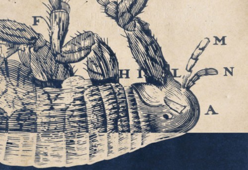 Festival Uvodnih spica_500