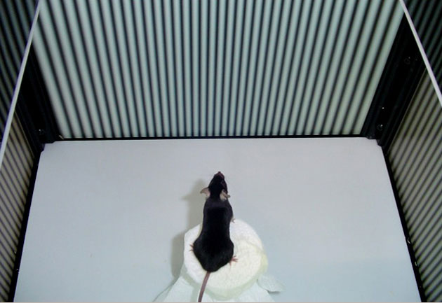 ivana_franke_onset_630