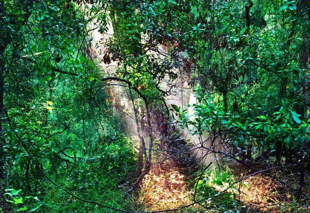 ecofeminism_action_for_nature_630