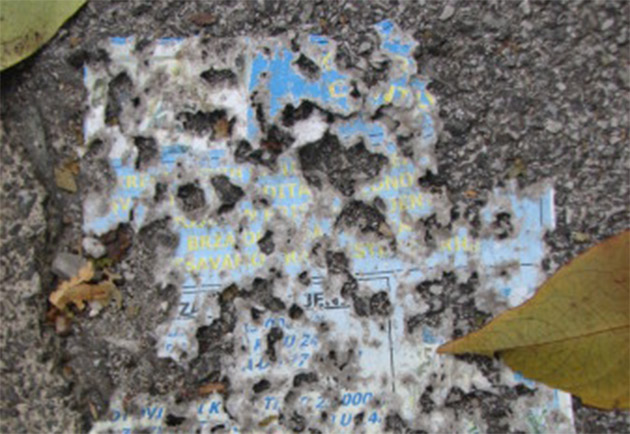 vanja_radovanovic_630