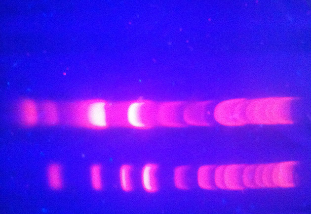 dna_630