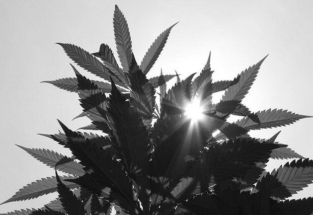 cannabis_630