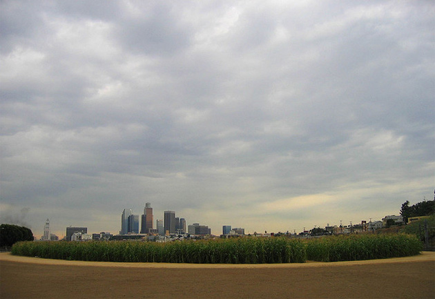 cornfield_630
