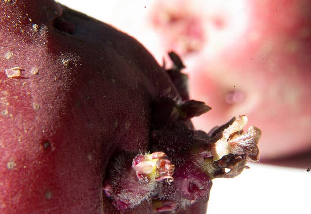 steve_johnson_flickr_630