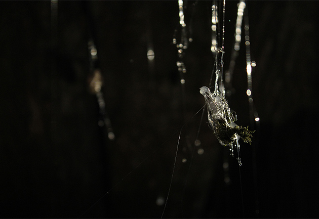 Manuela-Gospocic_630