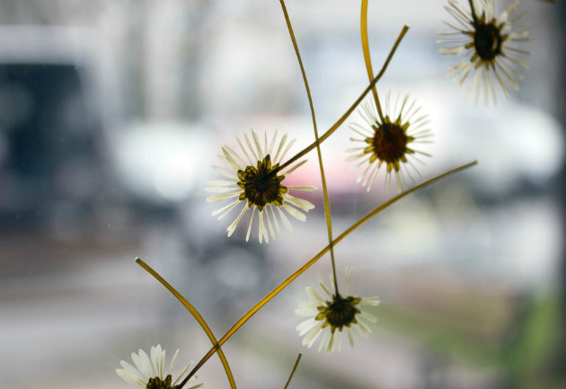 Flowerworks_Prozori_630