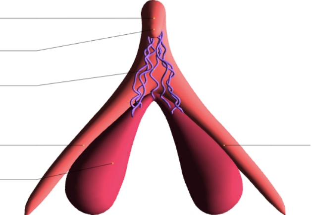 Oddile_Fillod_klitoris_630