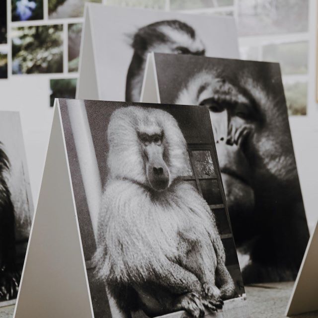 Fragment rada Andree Palašti, foto: Franz Leyser, 2021.